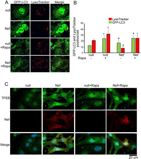 Rapamycin Treatment Restored The Lysosome Content Of Cardiomyocytes