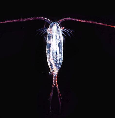 Apa Perbedaan Fitoplankton Dan Zooplankton - vrogue.co