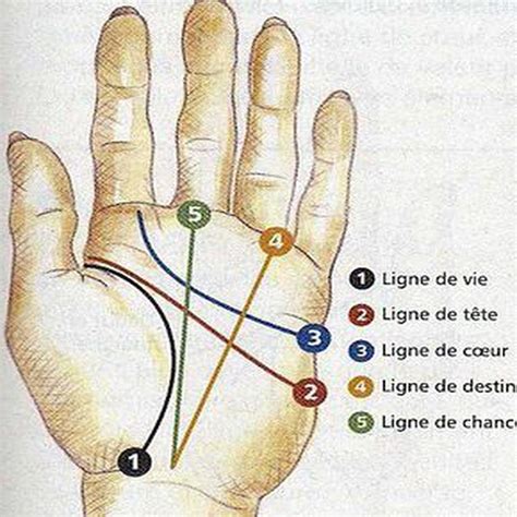 Les lignes de la main et leur interprétation