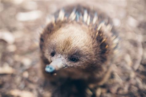 Echidna Puggle Cute