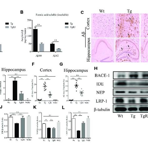 RJ treatment reduced the brain Aβ burden of APP PS1 mice A B The