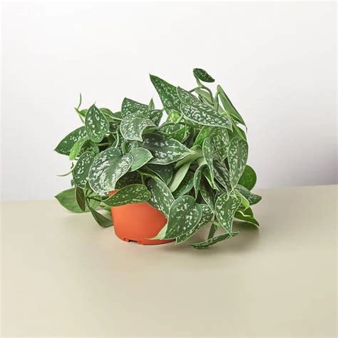 Silver Satin Pothos Scindapsus Pictus Argyraeus Silver Pothos Plant Easy Houseplant Wedding