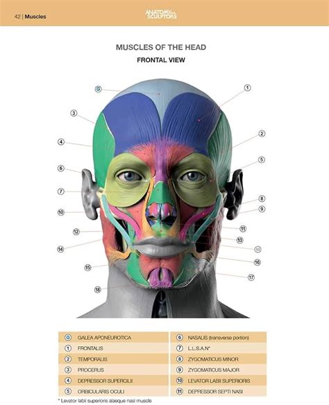 Anatomy Of The Muscles Of Facial Expression These Are 60 Off