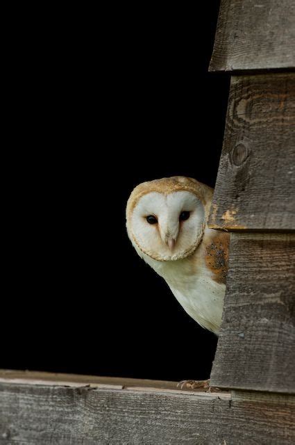 Matts Photos Barn Owl Beautiful Owl Owl Baby Owls