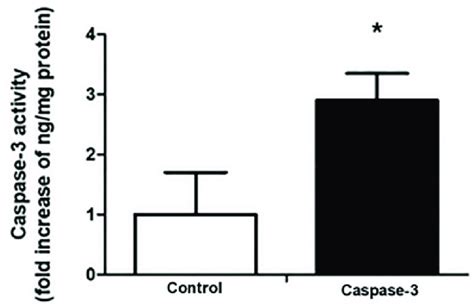 Effects Of CSEE On Caspase 3 Activity The SH SY5Y Cells Were Treated