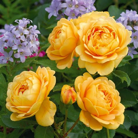 David Austin English Rose Golden Celebration 175mm Pot Dawsons Garden