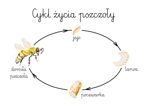 Cykl Ycia Pszczo Y Plakat A Polskie Centrum Montessori Sklep