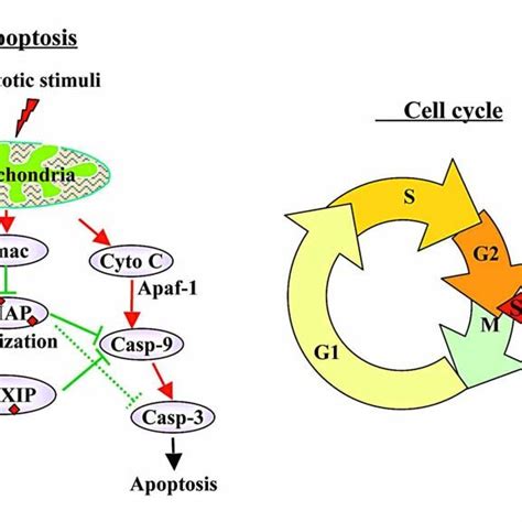 Biological Functions Of Survivin A Inhibit Apoptosis Suppresses Download Scientific Diagram