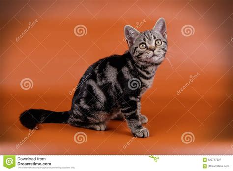 Gato Americano Do Shorthair Em Fundos Coloridos Imagem De Stock