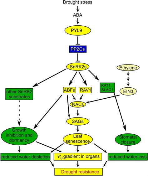 ABA Receptor PYL9 Promotes Drought Resistance And Leaf Senescence PNAS