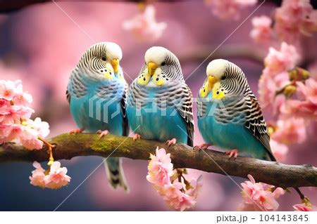 Three Lblue Budgerigars Sit On A Branch Of Pixta