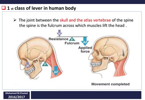 Levers In Human Body Ppt