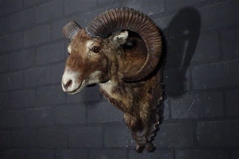 Large Mouflon Head Mount Ovis A Musimon 413952 Cm Catawiki