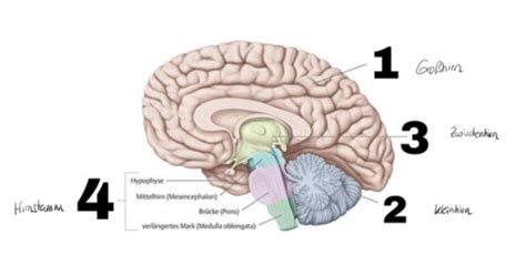 X Zwischenhirn Karteikarten Quizlet