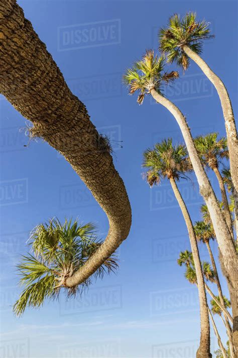 Sable Palm Tree Along Shoreline Of Harney Lake At Sunset Florida