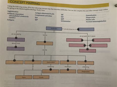 Chapter 16 Concept Map Diagram | Quizlet