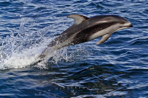 High Speed Jumping White Sided Dolphin Photo Information