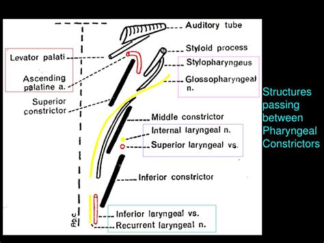 Ppt Pharynx Powerpoint Presentation Free Download Id5959513