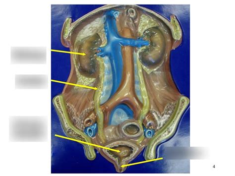 Bio 202 Lab Urinary Diagram Quizlet