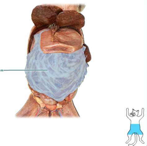 Cat Dissection Final Flashcards Quizlet