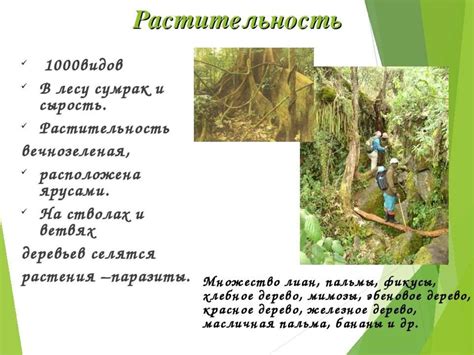 Жестколистные вечнозелёные леса и кустарники (Средиземноморье ...