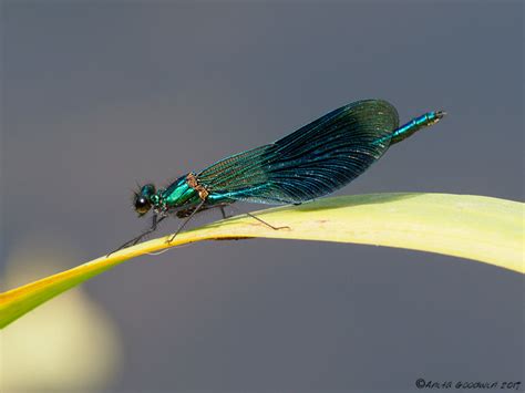 Dragonflies Damselflies Flickr