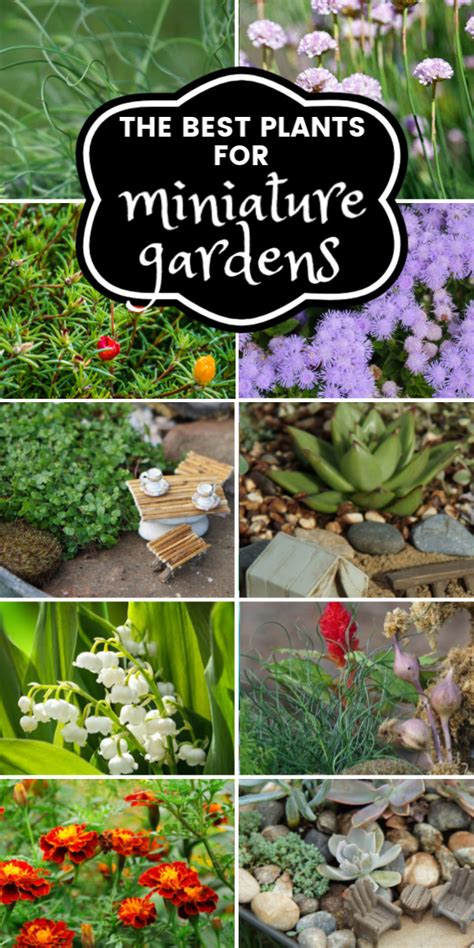 35 Best Fairy Garden Plants And I Ve Tried A Lot Of Plants Fairy Garden Diy