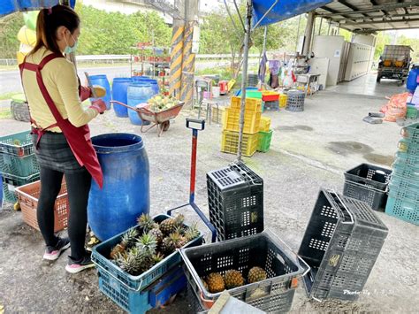 南二高民雄鳳梨滿｜嘉義民雄美食推薦：國道三號特色人氣休息站 香甜好吃金鑽鳳梨 現削或整顆都有 後悔買太少 團體遊覽車的最愛全省宅配外帶民