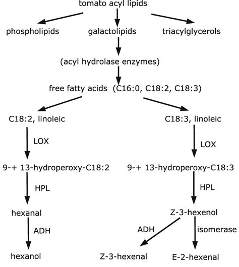 Formation Of Lipid Derived Volatiles Through Biosynthesis In The