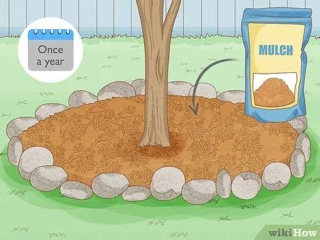 How To Mulch Around A Tree Easy Steps With Pictures Mulch Tree