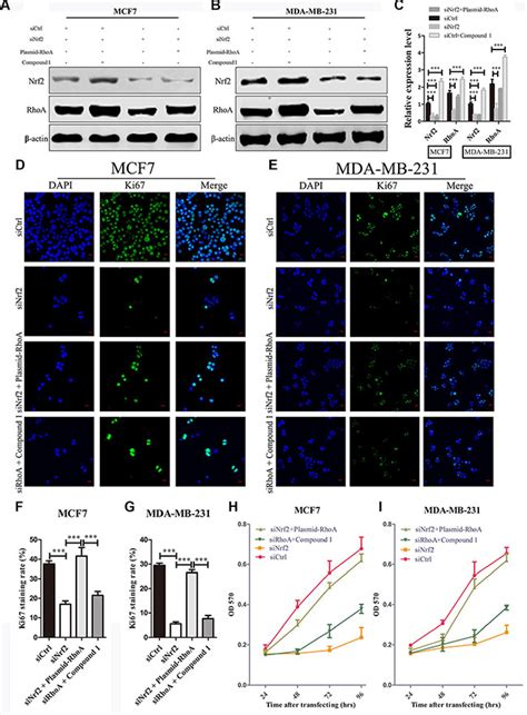 Nrf2 Promotes Breast Cancer Cell Proliferation And Metastasis By