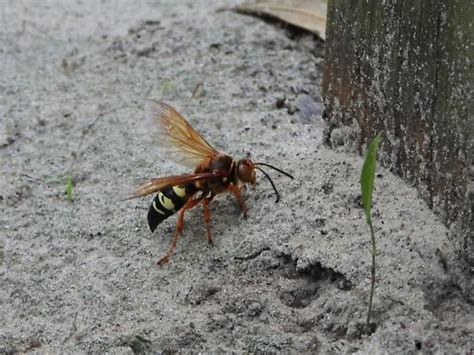 Eastern Cicada Killer Wasp Sphecius Speciosus Sphecius Speciosus