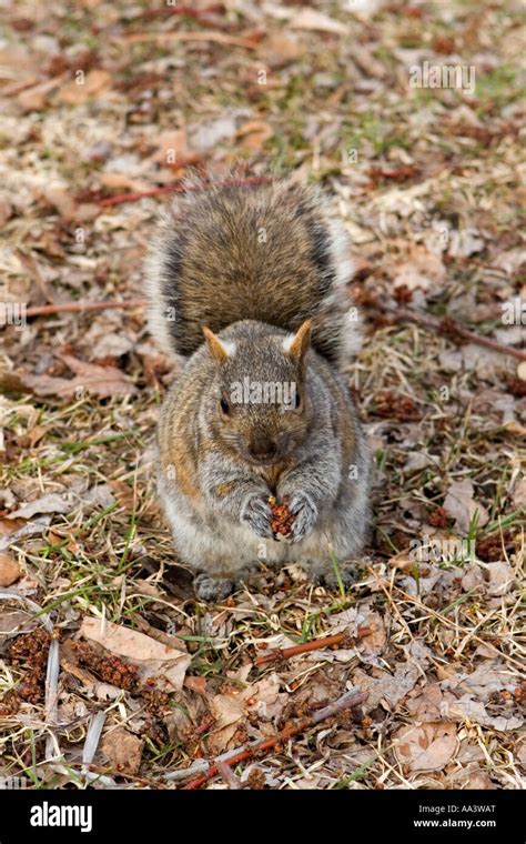 Eichhörnchen Essen Fotos Und Bildmaterial In Hoher Auflösung Alamy