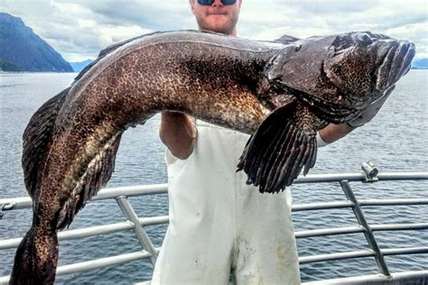 ling  fishing anglers lodge