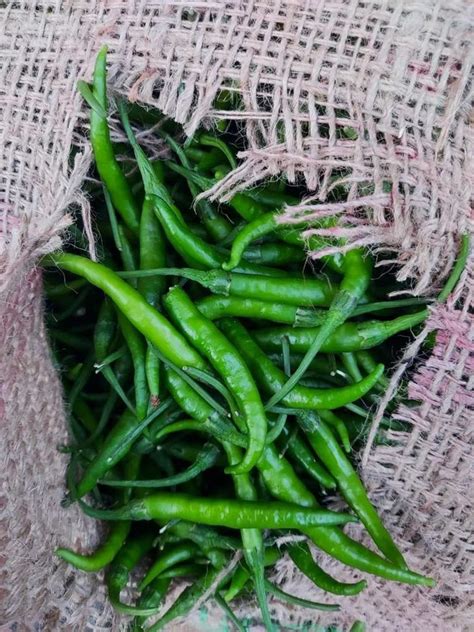 A Grade Green Chilli Pan India Packaging Size 20 Kg At Rs 40 Kg In Dhola