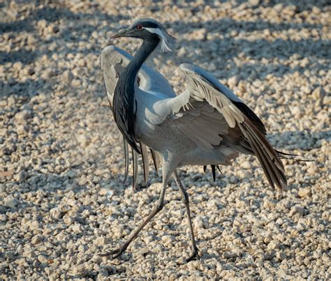 Demoiselle Crane | Flying Bird | Bird Watching