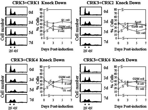 FACS Analysis Of Double CRK Deficient Procyclic Form T Brucei Cells