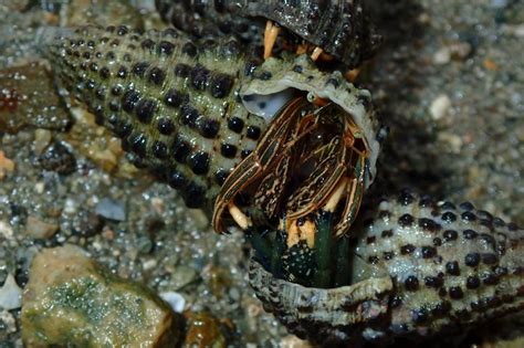 Common And Popular Types Of Hermit Crabs Hermit Crab