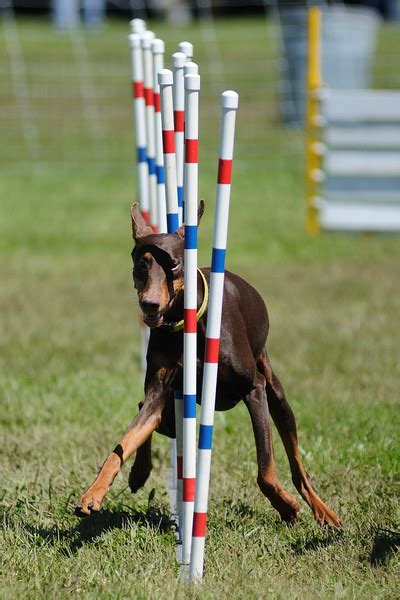 agility trial pics - Doberman Forum : Doberman Breed Dog Forums