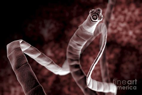 Tapeworm Cestoda Photograph By Science Picture Co Pixels