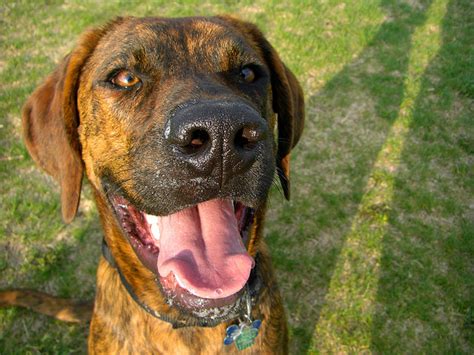 North Carolina State Dog | Plott Hound