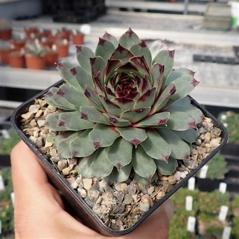 Sempervivum Calcareum Dw Uhlig Kakteen Ber Verschiedene Arten