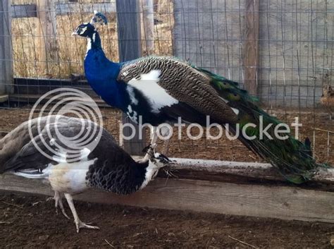 Those Who Need Help In Sexing Peafowl Page 13 Backyard Chickens