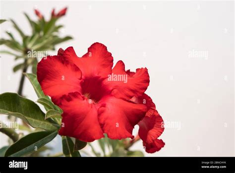 Adenium Obesum Or Desert Rose Decorates In The White Concrete Wall With