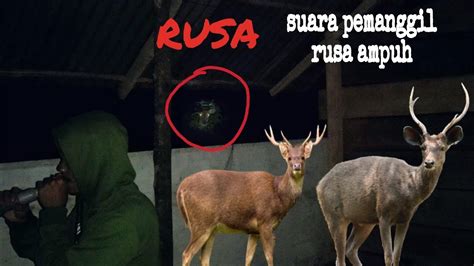 Suara Panggil Rusa Di Alam Liar Aceh Sumatera Berburu Rusa Kijang