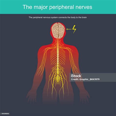 Stock Ilustrace Periferní Nervový Systém Spojuje Tělo S Mozkem