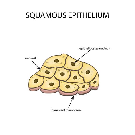 Draw A Labelled Diagram Of Squamous Epithelial Tissue - vrogue.co