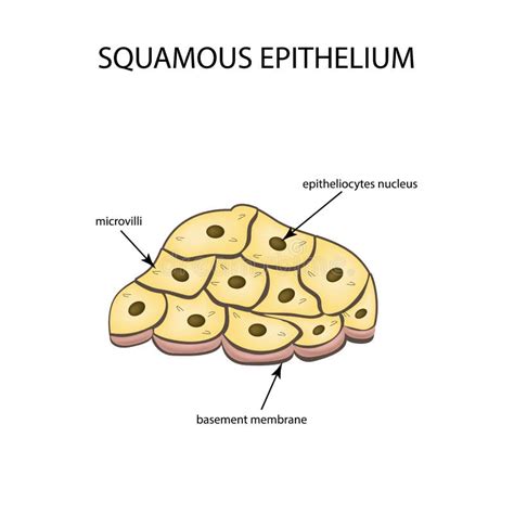 Simple Squamous Epithelium Labelled Diagram