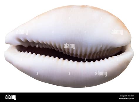 Empty Shell Of Cowry Mollusk Isolated On White Background Stock Photo