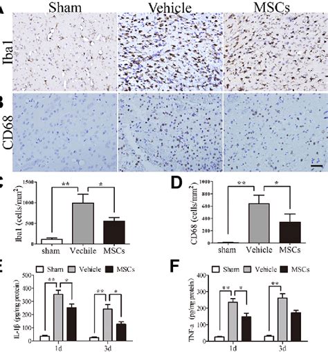 Effect Of MSCs On The Expression Of Iba1 CD68 IL 1 And TNF In